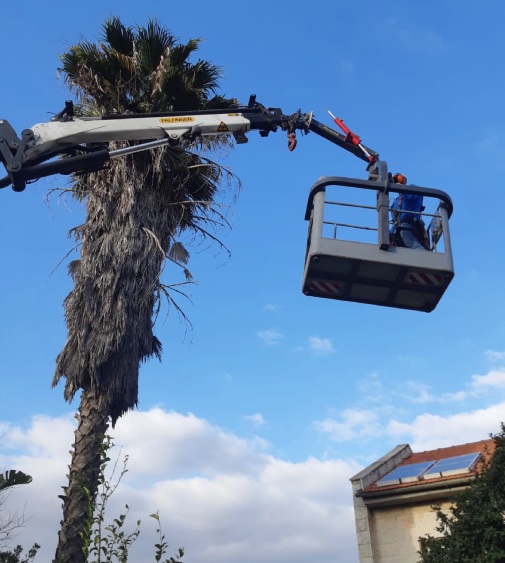tree cutting with a crane